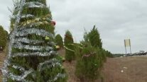 Decorations on trees along 360 harmful to wildlife, environment, says Bull Creek Foundation