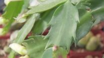 Your Garden: Keeping your Christmas cactus in bloom