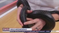 Wild Wednesday: Eastern Indigo Snake