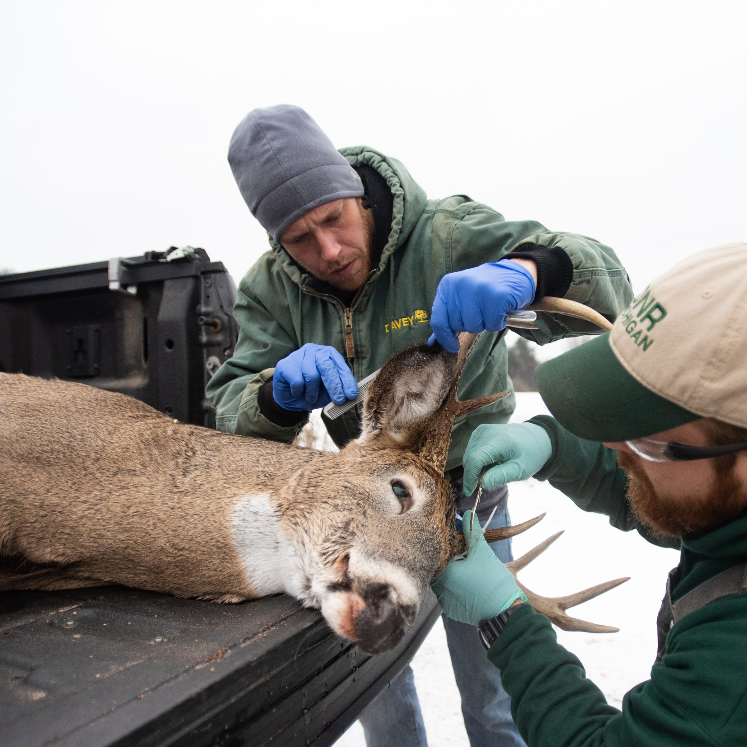 DNR wildlife assistant Steven Gurney, right, measures a deer's antlers as Jake Kryda of MSU's Dept. of Fisheries and Wildlife checks for ticks Friday, Nov. 15, 2019, at the DNR Rose Lake field office in Bath Township. Field officers and biologists are gathering information on harvested deer to better understand their location, movement, and for signs of ticks and chronic wasting disease.