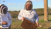 The buzz on beekeeping