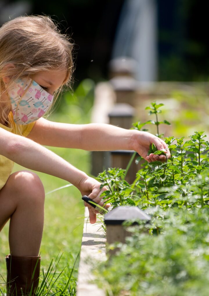 Gardening with children: 11 plants kids will love to grow for tasty, educational fun – Tennessean