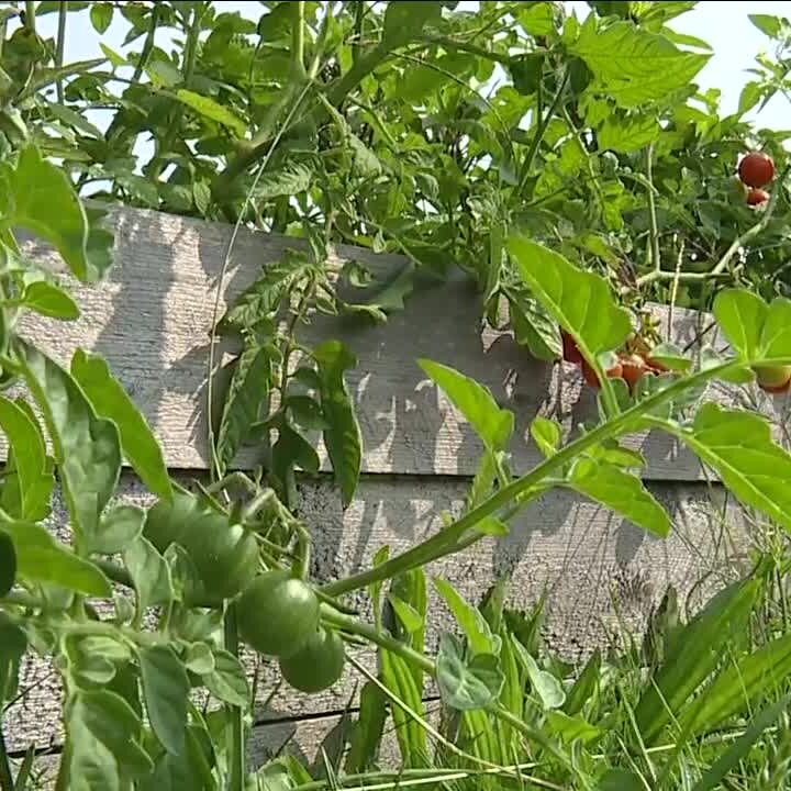 Community garden at Akron elementary school teaching kids about healthy eating – News 5 Cleveland